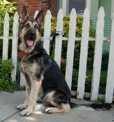 Bandit von Brandenburg sitting